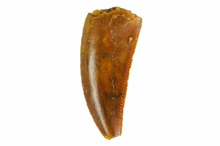 Serrated, Raptor Tooth - Real Dinosaur Tooth #144641